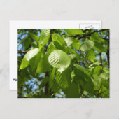 Frühlingshbse Verlasse Grünbäume Postkarte (Vorne/Hinten)