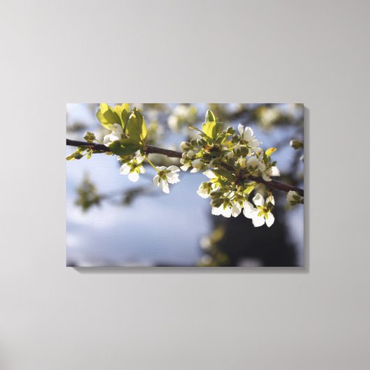 Frühlingshirschblumenzweig Leinwanddruck (Vorderseite)