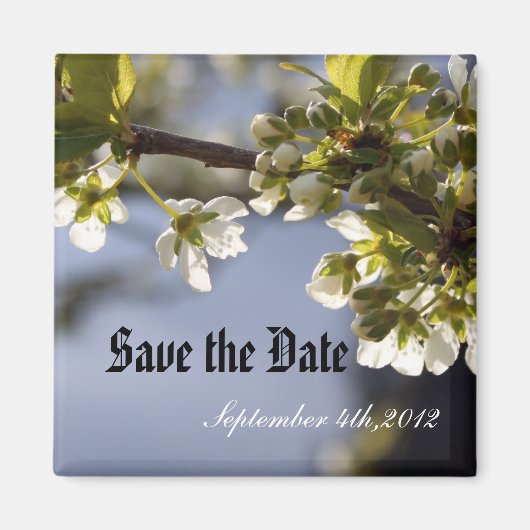 Frühlingshirschblumenzweig Magnet (Vorne)