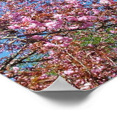 Frühlingshirschblütenbaum am blauen Himmel Poster (Ecke)