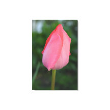 Frühlingshirsche Tulpe Blume Foto Kunst.