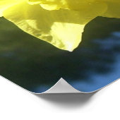 Frühlingshühnchen, schöne Daffodien, anpassbares P Poster (Ecke)