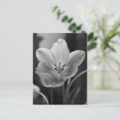 Frühlingshupe in monochromen Postkarten (Stehend Vorderseite)