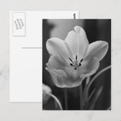 Frühlingshupe in monochromen Postkarten (Vorne/Hinten)