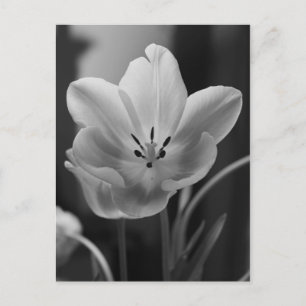 Frühlingshupe in monochromen Postkarten