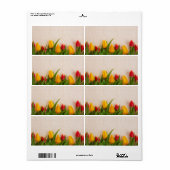 Frühlingshuppen (Vorne)