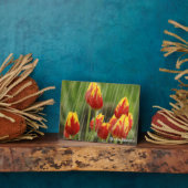 Frühlingshuppen Fotoplatte (Seite)