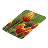 Frühlingshuppen Magnet (Linke Seite)