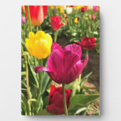 Frühlingshuppen, Oregon Fotoplatte (Vorderseite)