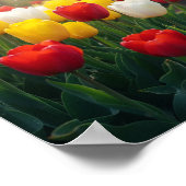 Frühlingshuppen Poster (Ecke)