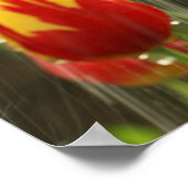 Frühlingshuppen Poster (Ecke)