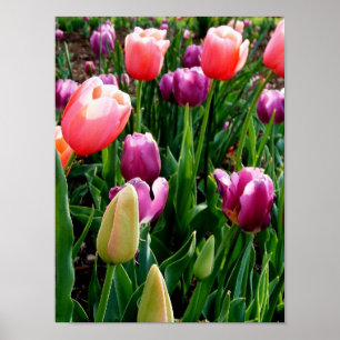Frühlingshuppen Poster