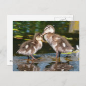 Frühlingshuppen Postkarte (Vorne/Hinten)