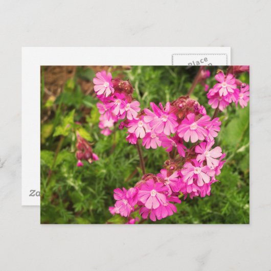 Frühlingskampagne Postkarte (Vorne/Hinten)