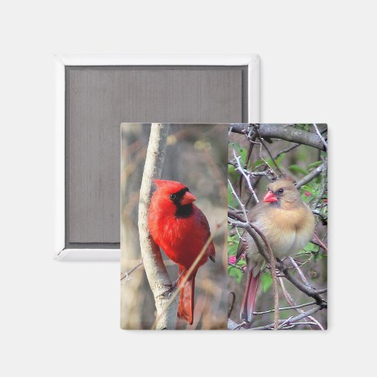 FrühlingsKardinäle Magnet (Vorderseite/Rückseite)