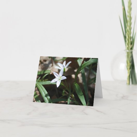 Frühlingskarte (Claytonia virginica) Feiertagskarte (Vorderseite)