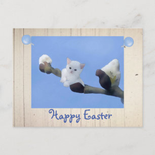 Frühlingskätzchen Postkarte