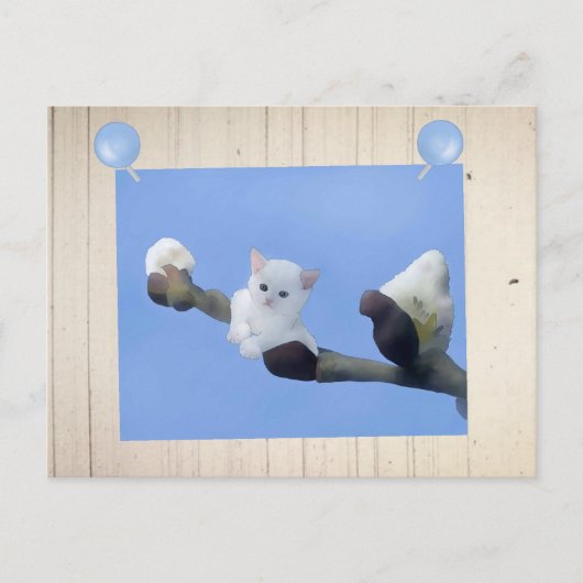 Frühlingskätzchen Postkarte (Vorderseite)