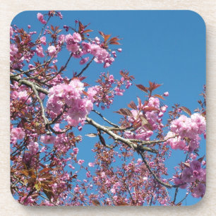 Frühlingskirschblüten Getränkeuntersetzer