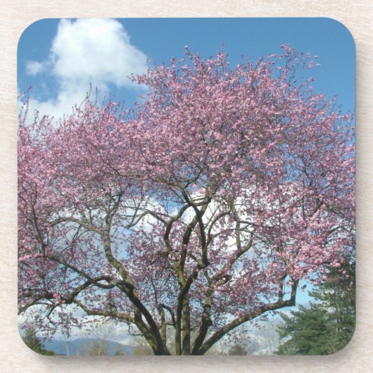 Frühlingskirschblüten Getränkeuntersetzer (Vorderseite)