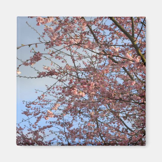 Frühlingskirschblüten Magnet (Vorne)