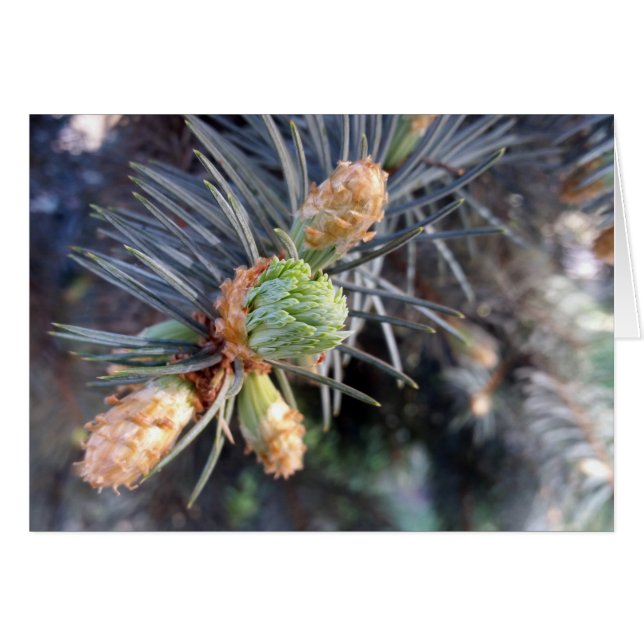 Frühlingsknospen (Vorderseite (Horizontal))