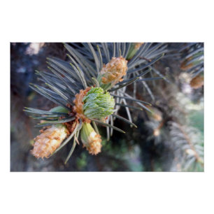 Frühlingsknospen Poster