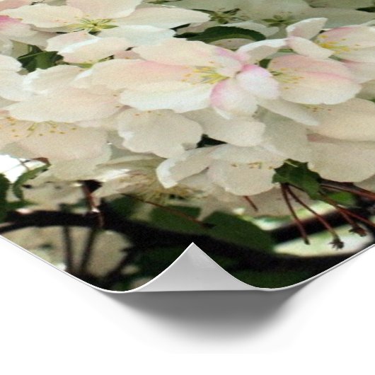 Frühlingskrabappel-Blume blüht Nah auf Poster (Ecke)