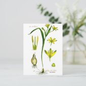 Frühlingskräuter Postkarte (Stehend Vorderseite)