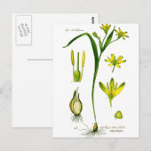 Frühlingskräuter Postkarte (Vorne/Hinten)