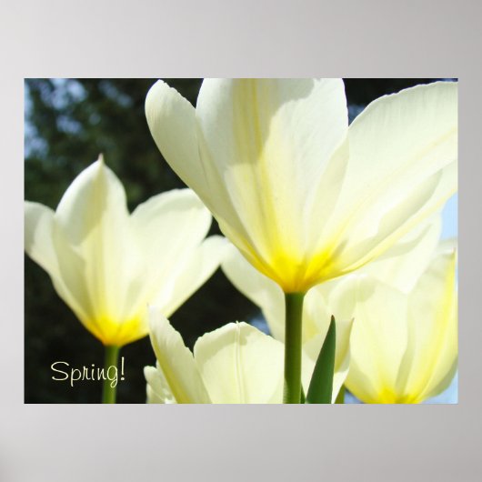 Frühlingskunst druckt Tulip-Blume glühen Poster (Vorne)