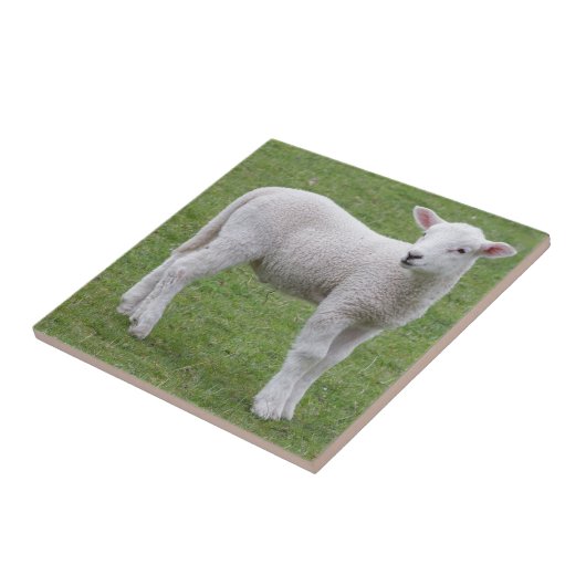 Frühlingslamm Fliese (Seite)