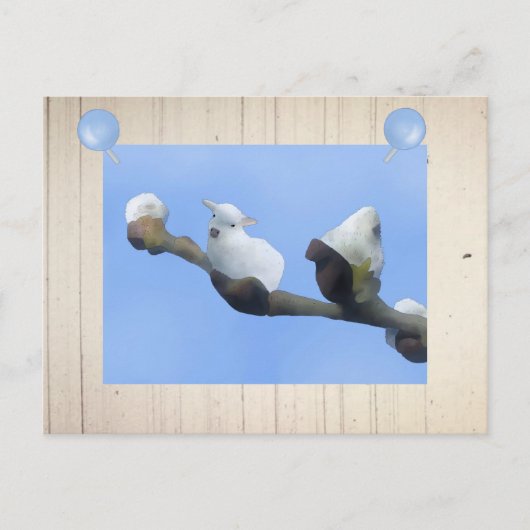 Frühlingslämmchen Postkarte (Vorderseite)