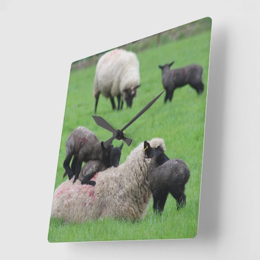 Frühlingsleder und Schafe Quadratische Wanduhr (Winkel)