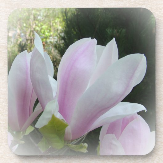 Frühlingsmagnolische Blume Getränkeuntersetzer (Vorderseite)