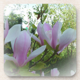 Frühlingsmagnolische Blume Untersetzer