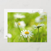 Frühlingsmänner nah postkarte (Vorne/Hinten)