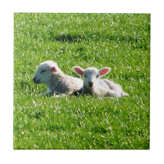 Frühlingsmehlen in der Sunshine Cornwall England Fliese (Vorderseite)