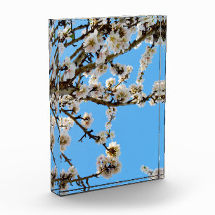 Frühlingsmuster: Weiße Blüten gegen blauen Himmel Fotoblock