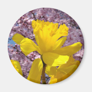 Frühlingsnarzissen Magnet geschenke Rosa Blüten