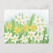 Frühlingsnarzissen postkarte (Vorderseite)