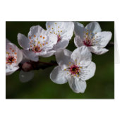 Frühlingspflöten (Vorderseite (Horizontal))