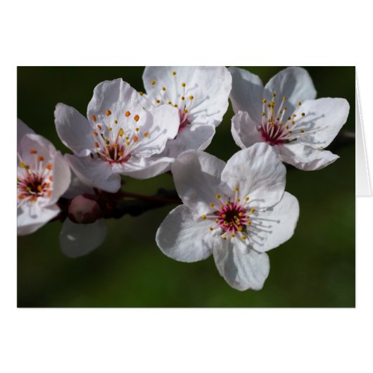 Frühlingspflöten (Vorderseite (Horizontal))