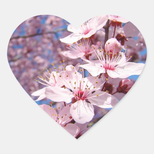 Frühlingspink Bäume Blossom Blume Aufkleber Siegel (Vorderseite)