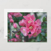 Frühlingspink blühende Ruhe Postkarte (Vorne/Hinten)