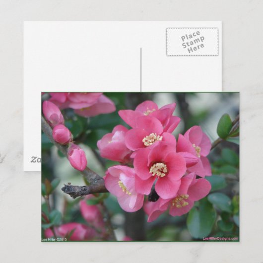 Frühlingspink blühende Ruhe Postkarte (Vorne/Hinten)