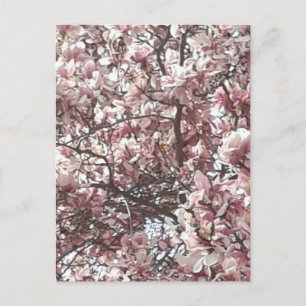 Frühlingspink Magnolia Postkarte