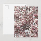Frühlingspink Magnolia Postkarte (Vorne/Hinten)
