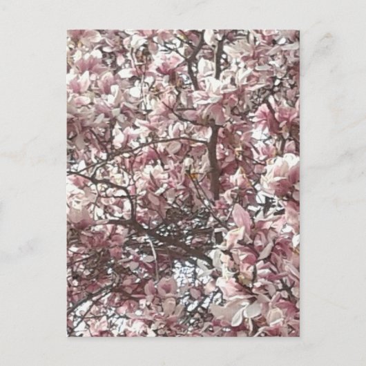 Frühlingspink Magnolia Postkarte (Vorderseite)