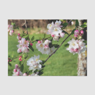 Frühlingspink und weiße Blüten dekouieren Seidenpapier